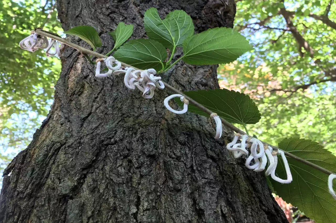 Un'immagine generica segnaposto con angoli arrotondati in una figura.